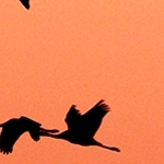 Ombres chinoises